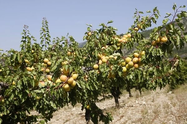Apricot - fruit. Drome - France
