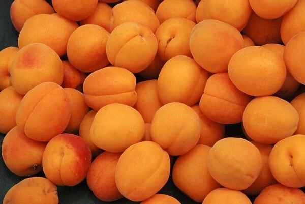 Apricots - cultivated in southern Europe