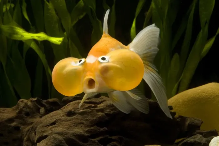 Framed Print : Aquarium Fish Framed Print : Aquarium Fish