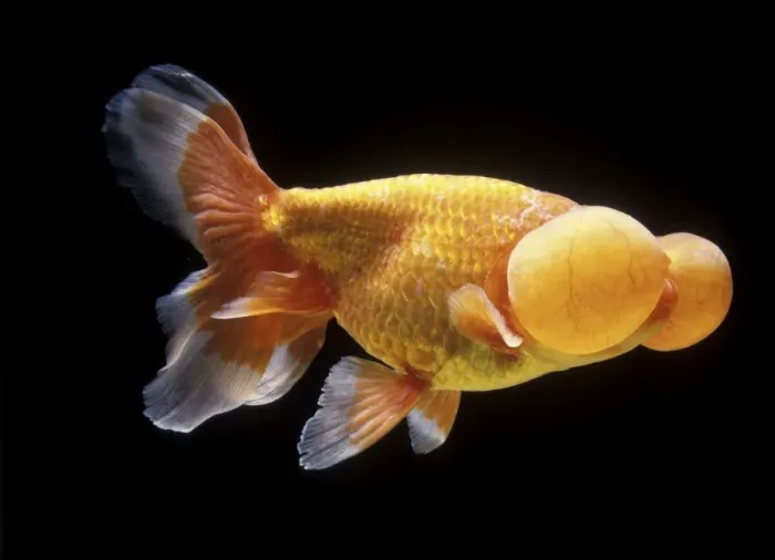 Framed Print : Aquarium Fish - Bubble Eye Goldfish Framed Print : Aquarium Fish - Bubble Eye Goldfish