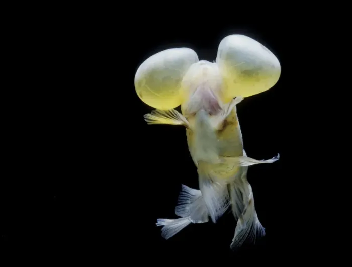 Framed Print : Aquarium Fish - Bubble Eye Goldfish Framed Print : Aquarium Fish - Bubble Eye Goldfish
