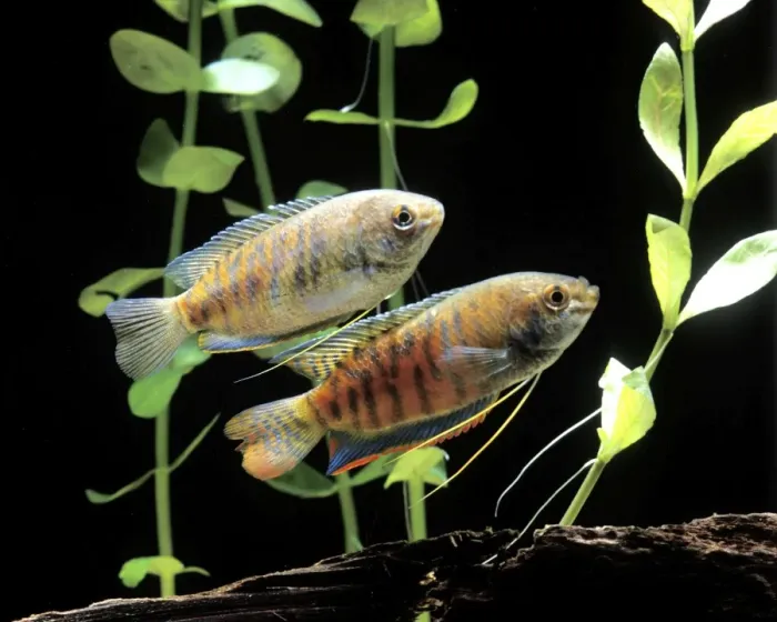 Framed Print : Aquarium Fish - Dwarf Gourami Framed Print : Aquarium Fish - Dwarf Gourami