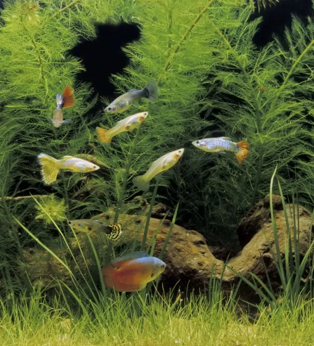 Framed Print : Aquarium Fish - Dwarf Gourami and Guppy Framed Print : Aquarium Fish - Dwarf Gourami and Guppy