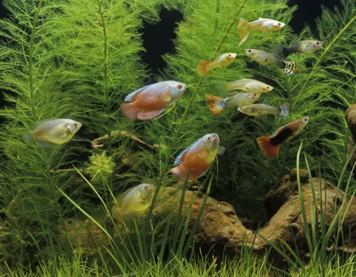 Framed Print : Aquarium Fish - Dwarf Gourami and Guppy