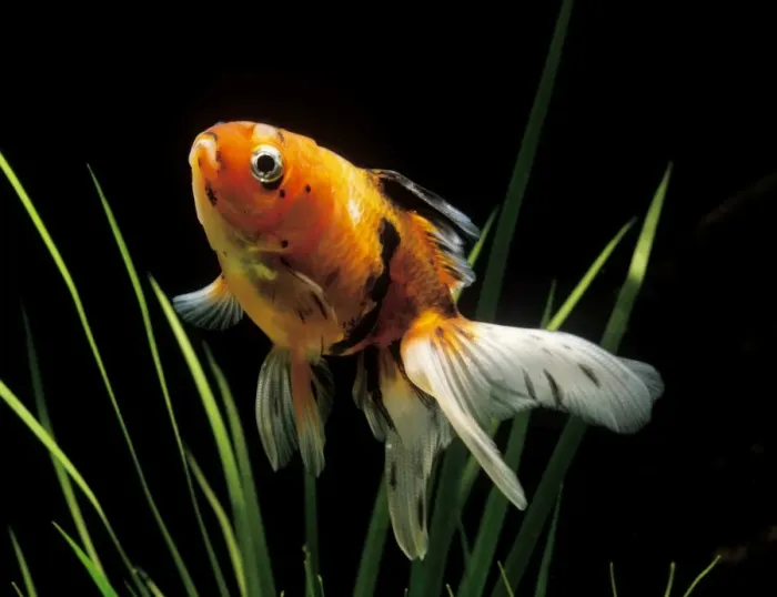 Framed Print : Aquarium Fish - Fantail Goldfish Framed Print : Aquarium Fish - Fantail Goldfish