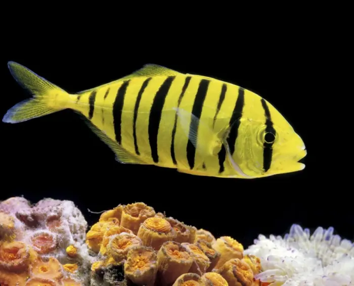 Framed Print : Aquarium Fish - Golden Jack Framed Print : Aquarium Fish - Golden Jack