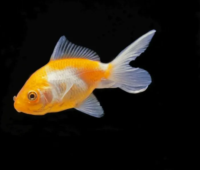 Framed Print : Aquarium Fish - Goldfish Framed Print : Aquarium Fish - Goldfish