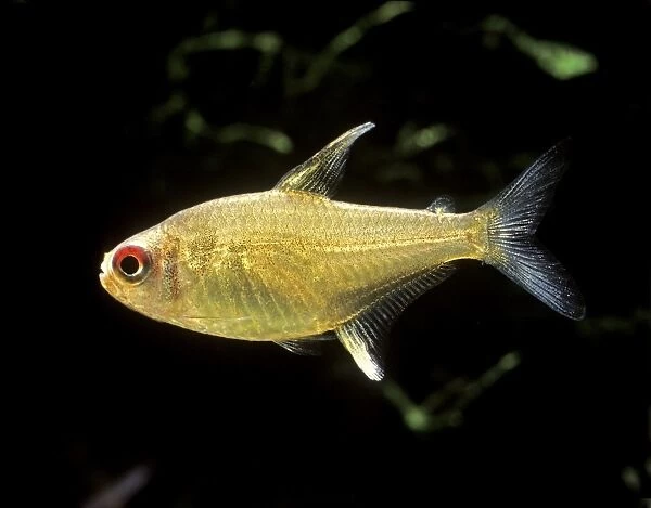 Aquarium Fish - Lemon Tetra