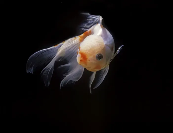 Framed Print : Aquarium Fish - Lionhead Goldfish Framed Print : Aquarium Fish - Lionhead Goldfish