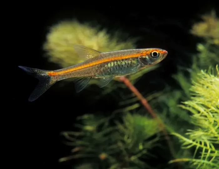 Framed Print : Aquarium Fish - Red-line Rasbora Framed Print : Aquarium Fish - Red-line Rasbora