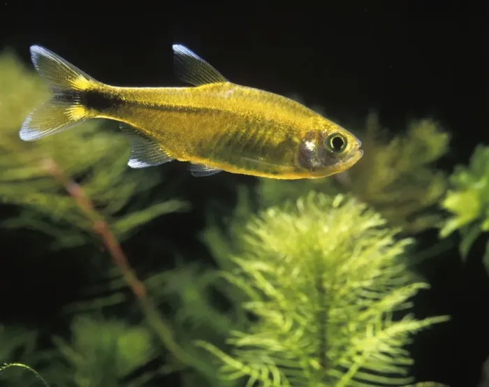 Framed Print : Aquarium Fish - Silver-tipped Tetra Framed Print : Aquarium Fish - Silver-tipped Tetra