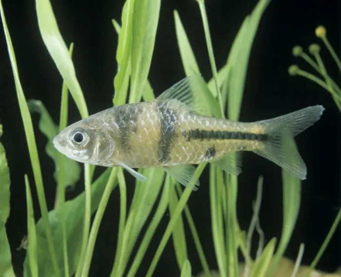 Framed Print : Aquarium Fish - Spanner Barb Framed Print : Aquarium Fish - Spanner Barb