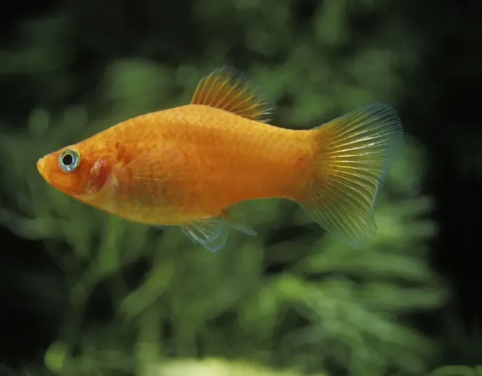 Framed Print : Aquarium Fish - Variegated / Variable Platy Framed Print : Aquarium Fish - Variegated / Variable Platy