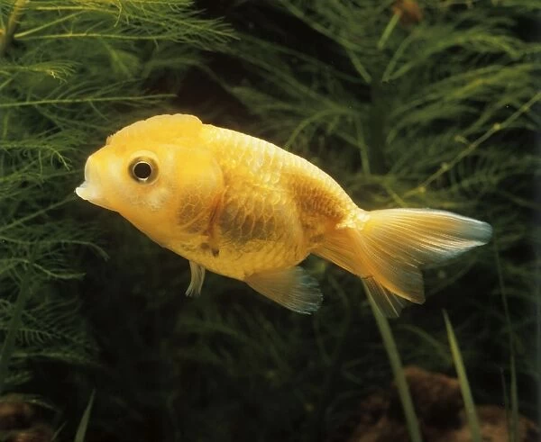 Aquarium Fish - young Lionhead Goldfish