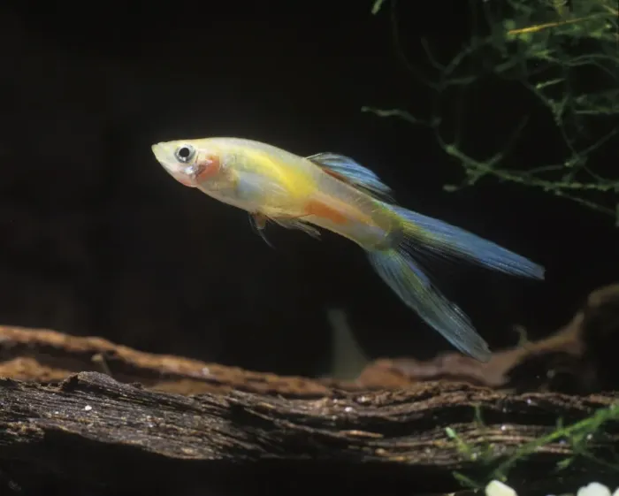 Framed Print : Aquarium Fish - young male Guppy Framed Print : Aquarium Fish - young male Guppy