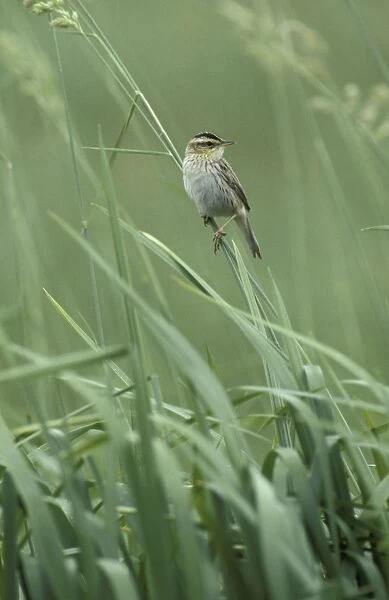 Aquatic warbler - In reeds, Adult male