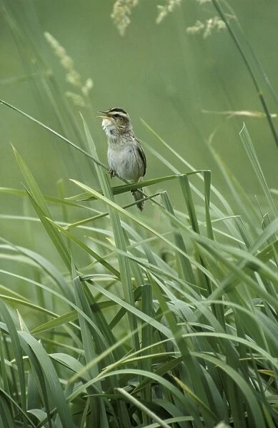 Aquatic warbler - In reeds, Adult male singing