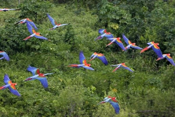 ara rouge. WAT-13361. Scarlet Macaw. Tambopata Nature Reserve Peru
