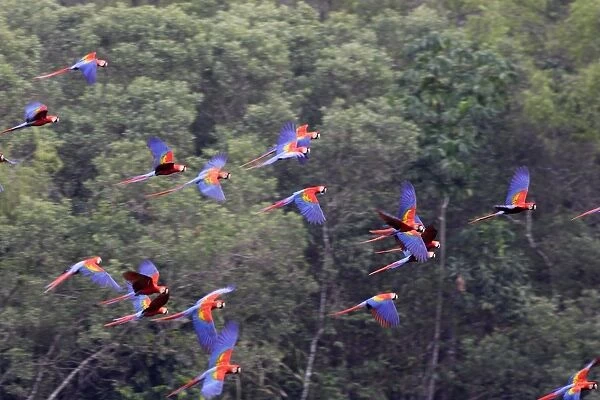 ara rouge. WAT-13362. Scarlet Macaw. Tambopata Nature Reserve Peru