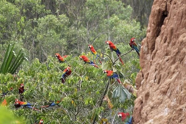 ara rouge. WAT-13363. Scarlet Macaw. Tambopata Nature Reserve Peru
