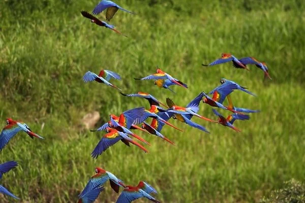 ara rouge. WAT-13364. Scarlet Macaw. Tambopata Nature Reserve Peru
