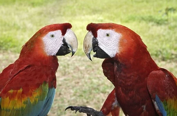 ara rouge. WAT-13751. Scarlet Macaw. Tambopata Research Centre Amazon Peru