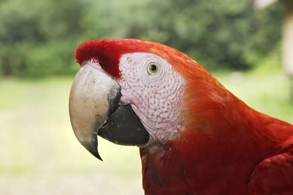 ara rouge. WAT-13752. Scarlet Macaw. Tambopata Research Centre Amazon Peru