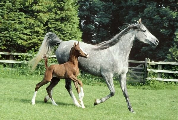 Arab Horse - Mare and Foal