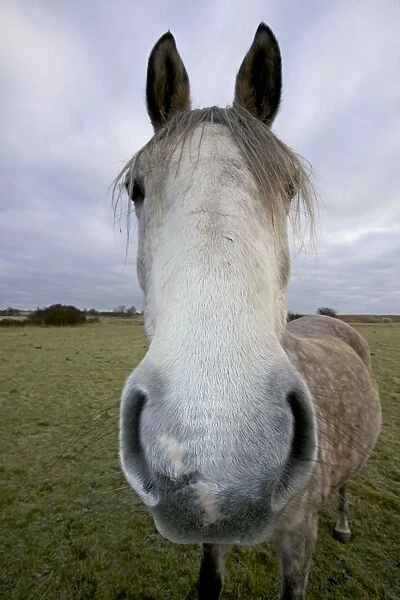 Arab Horse - UK