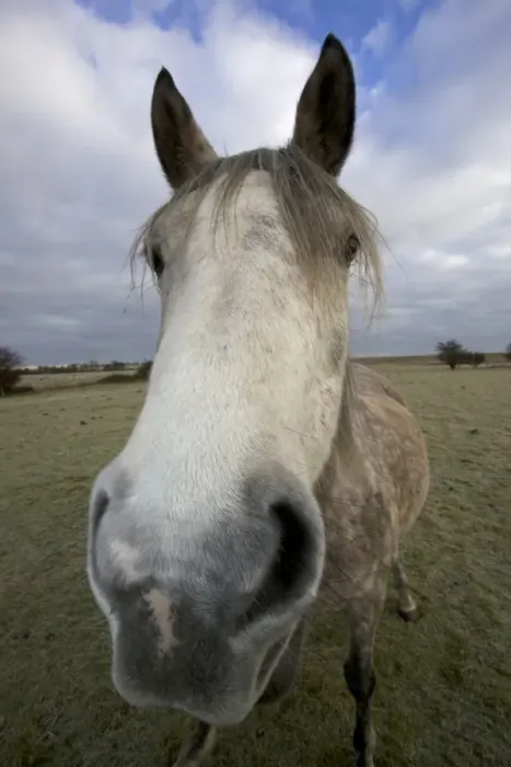 Framed Print : Arab Horse - UK Framed Print : Arab Horse - UK