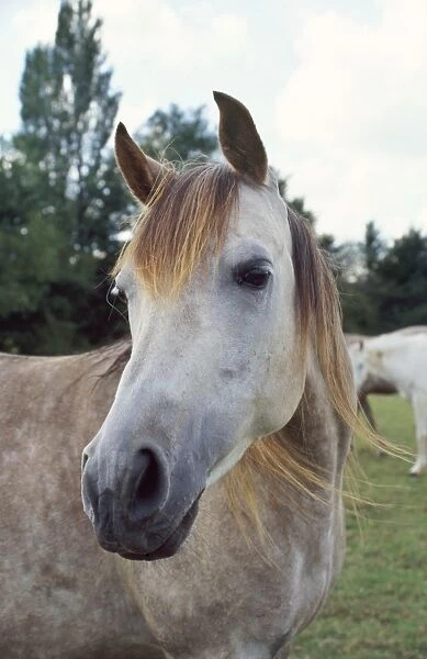 Arab Horse - young, close-up of head