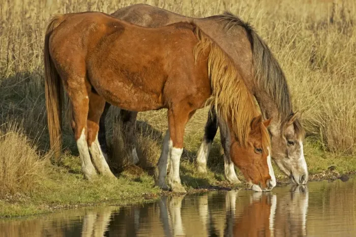 Framed Print : Arab Horses - drinking - UK Framed Print : Arab Horses - drinking - UK