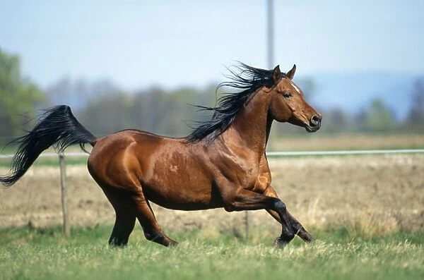 Arab Stallion Horse