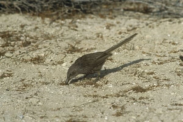Arabian Babbler - foraging - Israel