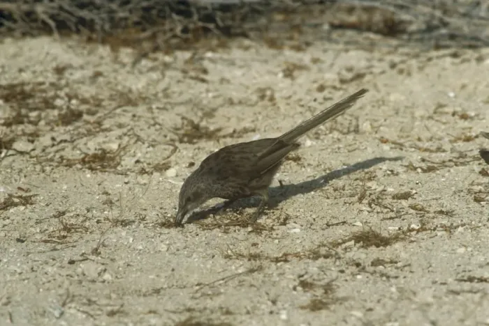 Framed Print : Arabian Babbler - foraging - Israel Framed Print : Arabian Babbler - foraging - Israel