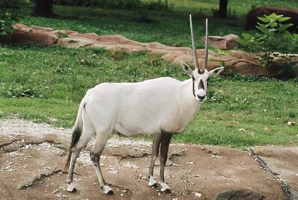 Arabian Oryx - endangered