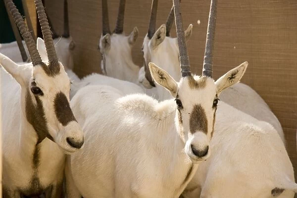 Arabian Oryx - in pen prior to transportation - Re-introduction programme - Abu Dhabi - United Arab Emirates