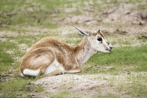 Arabian Sand Gazelle  /  Goitered gazelle  /  Sand gazelle  /  Saudi Goitered Gazelle  /  Rheem Gazelle and Persian Gazelle - Infant