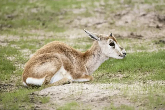 Framed Print : Arabian Sand Gazelle  /  Goitered gazelle  /  Sand gazelle  /  Saudi Goitered Gazelle  /  Rheem Gazelle and Persian Gazelle - Infant