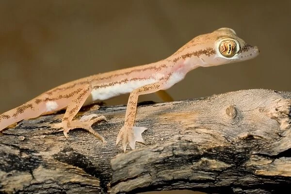 Arabian Sand Gecko  /  Arabian short-fingered Gecko - showing unusual webbed feet - adaptation for extra grip on sand - Abu Dhabi - United Arab Emirates