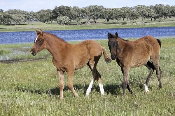 Arabic horse - 2 foals on water meadow, Alentejo, Portugal
