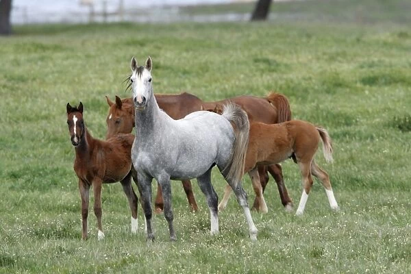 Arabic Horse - 2 mares with foals on paddock, Alentejo region, Portugal