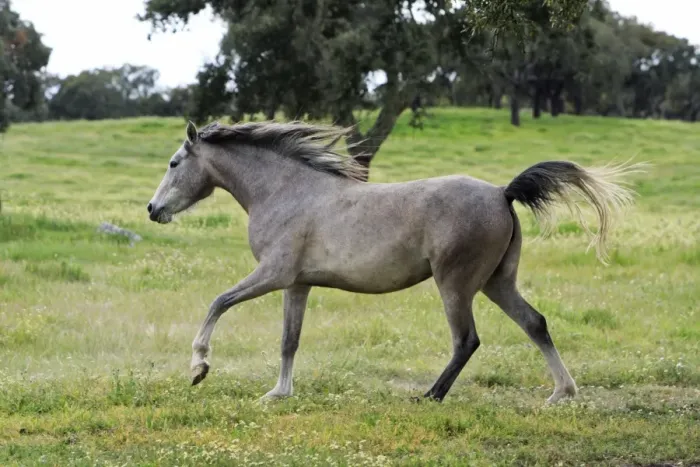 Framed Print : Arabic Horse - frolicking on meadow, Alentejo, Portugal Framed Print : Arabic Horse - frolicking on meadow, Alentejo, Portugal
