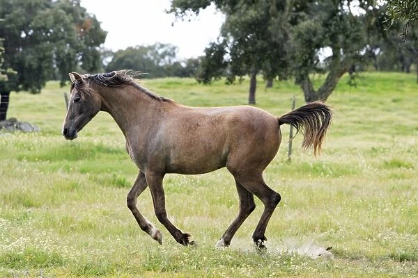 Arabic Horse - frolicking on meadow, Alentejo, Portugal