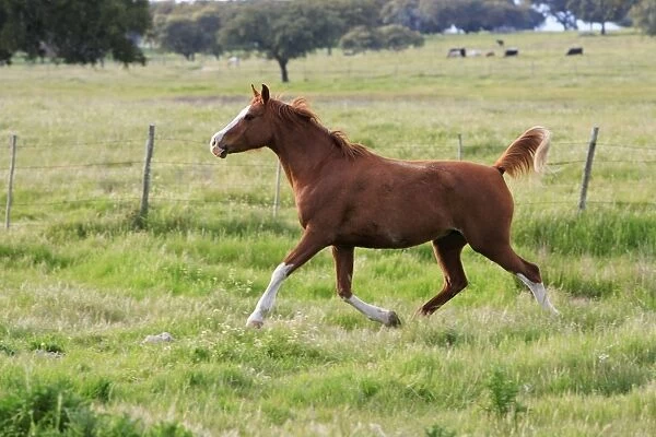 Arabic Horse - mare trotting on meadow, Alentejo, Portugal