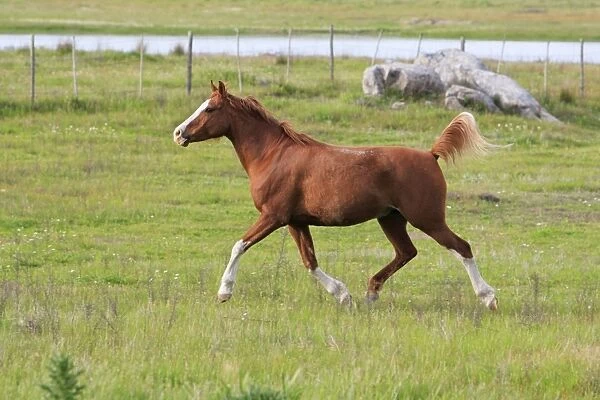 Arabic Horse - mare trotting on meadow, Alentejo, Portugal