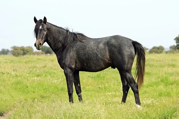 Arabic Horse - stallion on meadow, Alentejo, Portugal