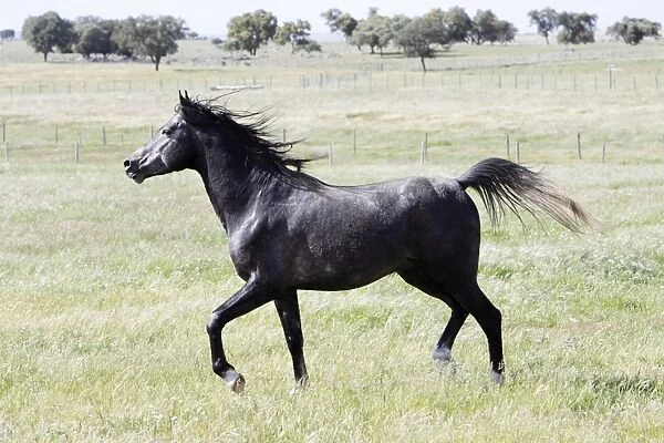 Arabic Horse - stallion, prancing across a meadow, region of Alentejo, Portugal