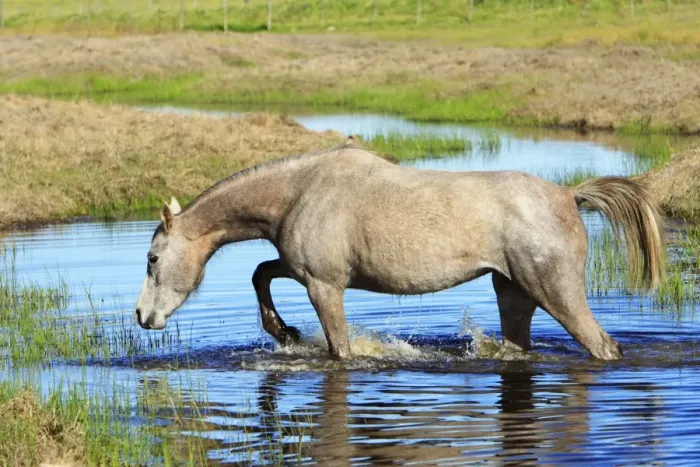 Framed Print : Arabic Horse - walking through stream, Alentejo, Portugal Framed Print : Arabic Horse - walking through stream, Alentejo, Portugal