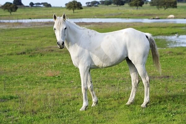 Arabic Horse - white mare, Alentejo, Portugal